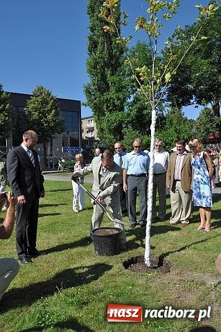 Zdjęcie w galerii na portalu naszraciborz.pl: TMZR ma swoje drzewo wiadomości z regionu