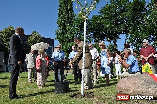 Zdjęcie w galerii na portalu naszraciborz.pl: TMZR ma swoje drzewo wiadomości z regionu