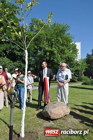 Zdjęcie w galerii na portalu naszraciborz.pl: TMZR ma swoje drzewo wiadomości z regionu