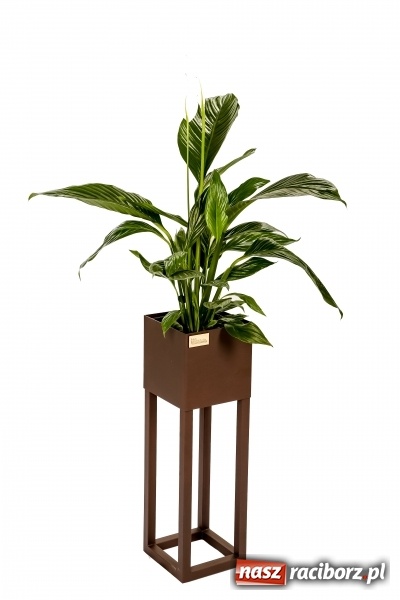 Zdjęcie w galerii na portalu naszraciborz.pl: BraunMebel - od mebli szkolnych do potentata produkcyjnego w regionie wiadomości z regionu