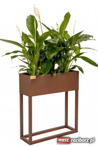 Zdjęcie w galerii na portalu naszraciborz.pl: BraunMebel - od mebli szkolnych do potentata produkcyjnego w regionie wiadomości z regionu