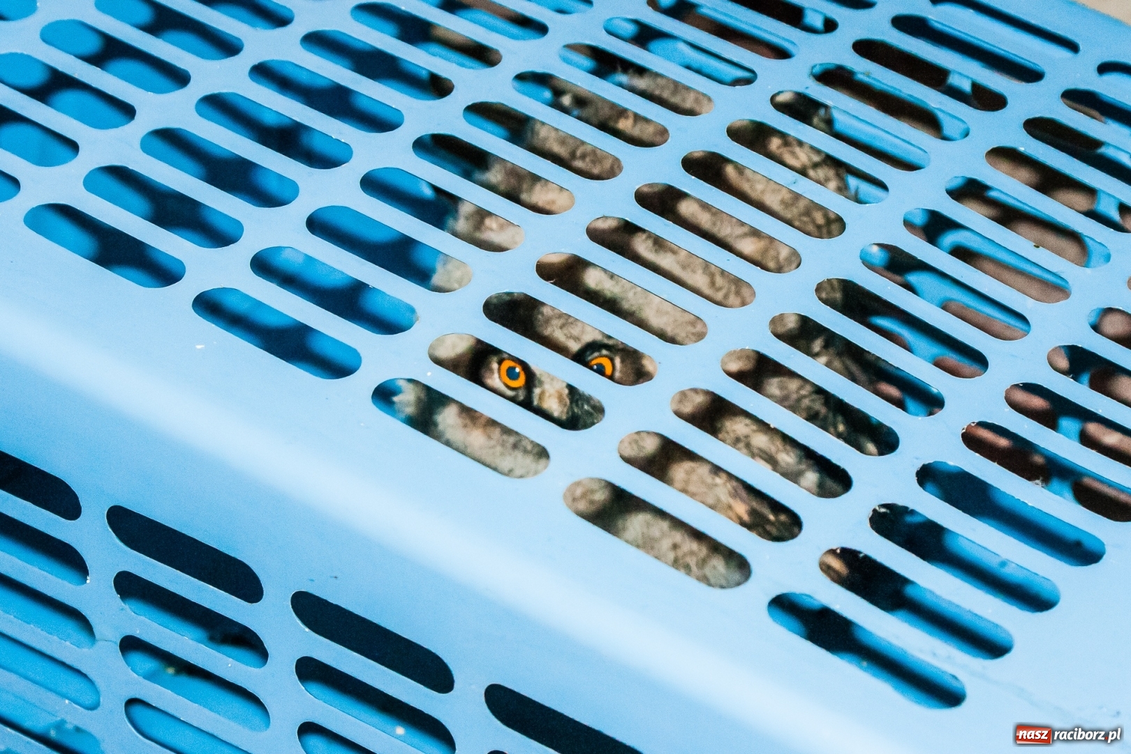 Zdjęcie w galerii na portalu naszraciborz.pl: Sowa i jej przyjaciele z raciborskiej komendy  wiadomości z regionu