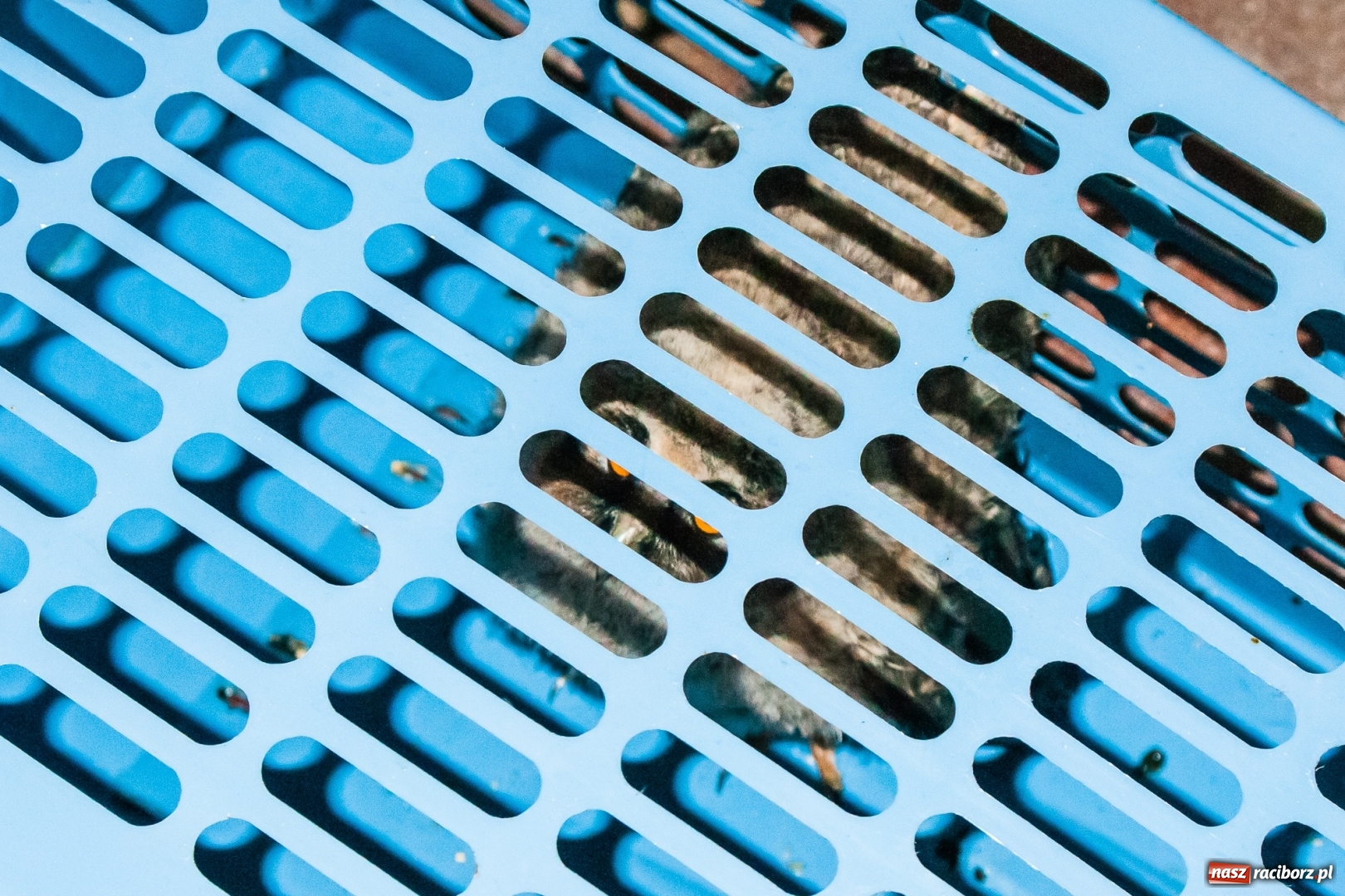 Zdjęcie w galerii na portalu naszraciborz.pl: Sowa i jej przyjaciele z raciborskiej komendy  wiadomości z regionu