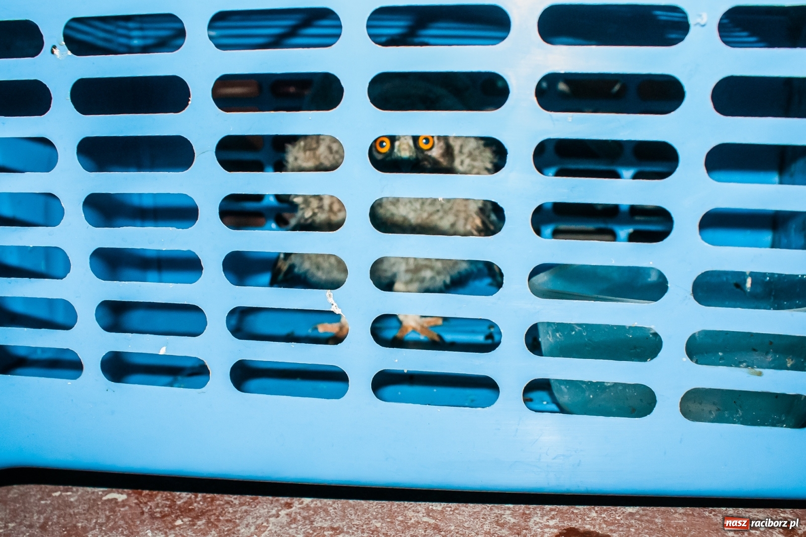 Zdjęcie w galerii na portalu naszraciborz.pl: Sowa i jej przyjaciele z raciborskiej komendy  wiadomości z regionu