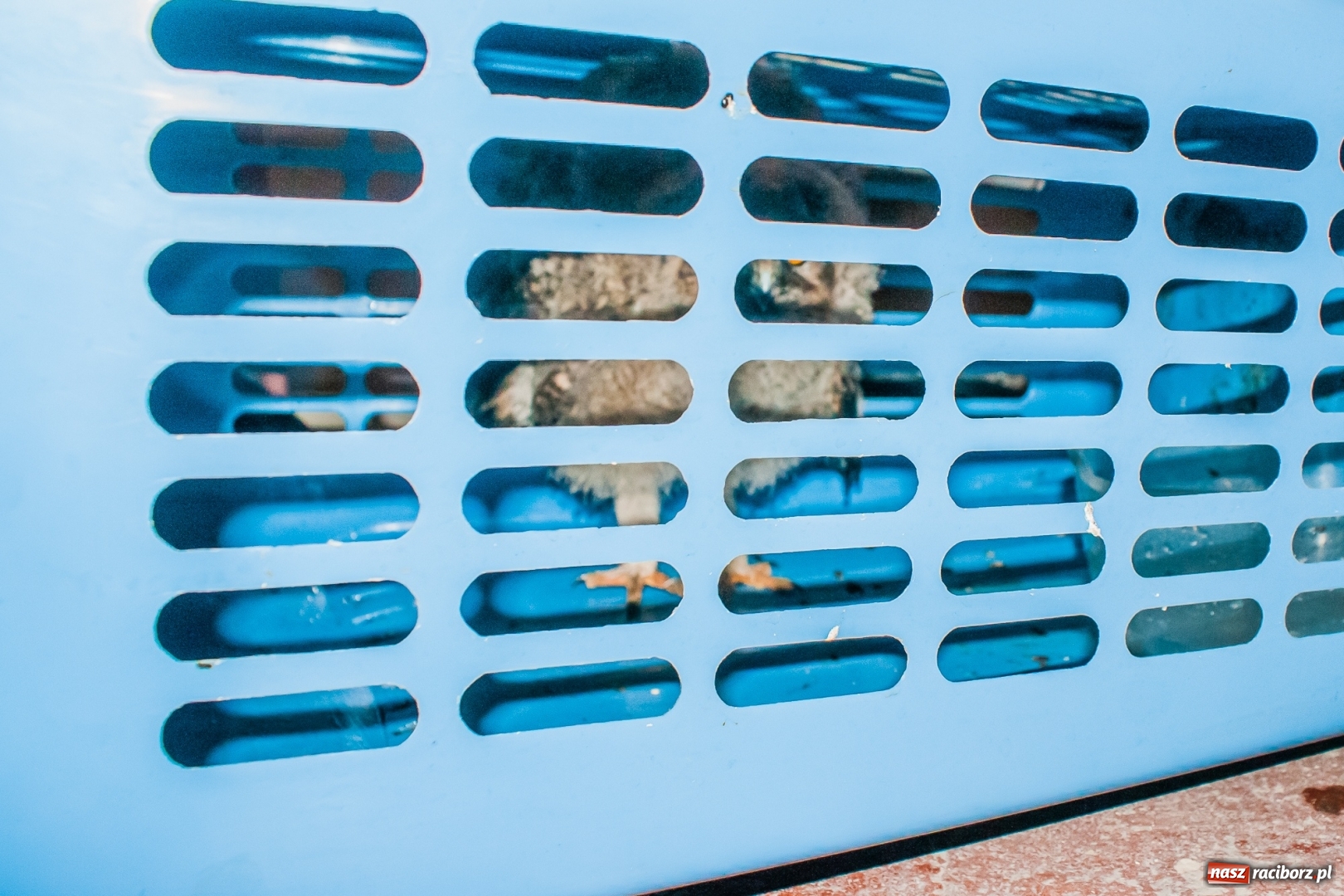 Zdjęcie w galerii na portalu naszraciborz.pl: Sowa i jej przyjaciele z raciborskiej komendy  wiadomości z regionu