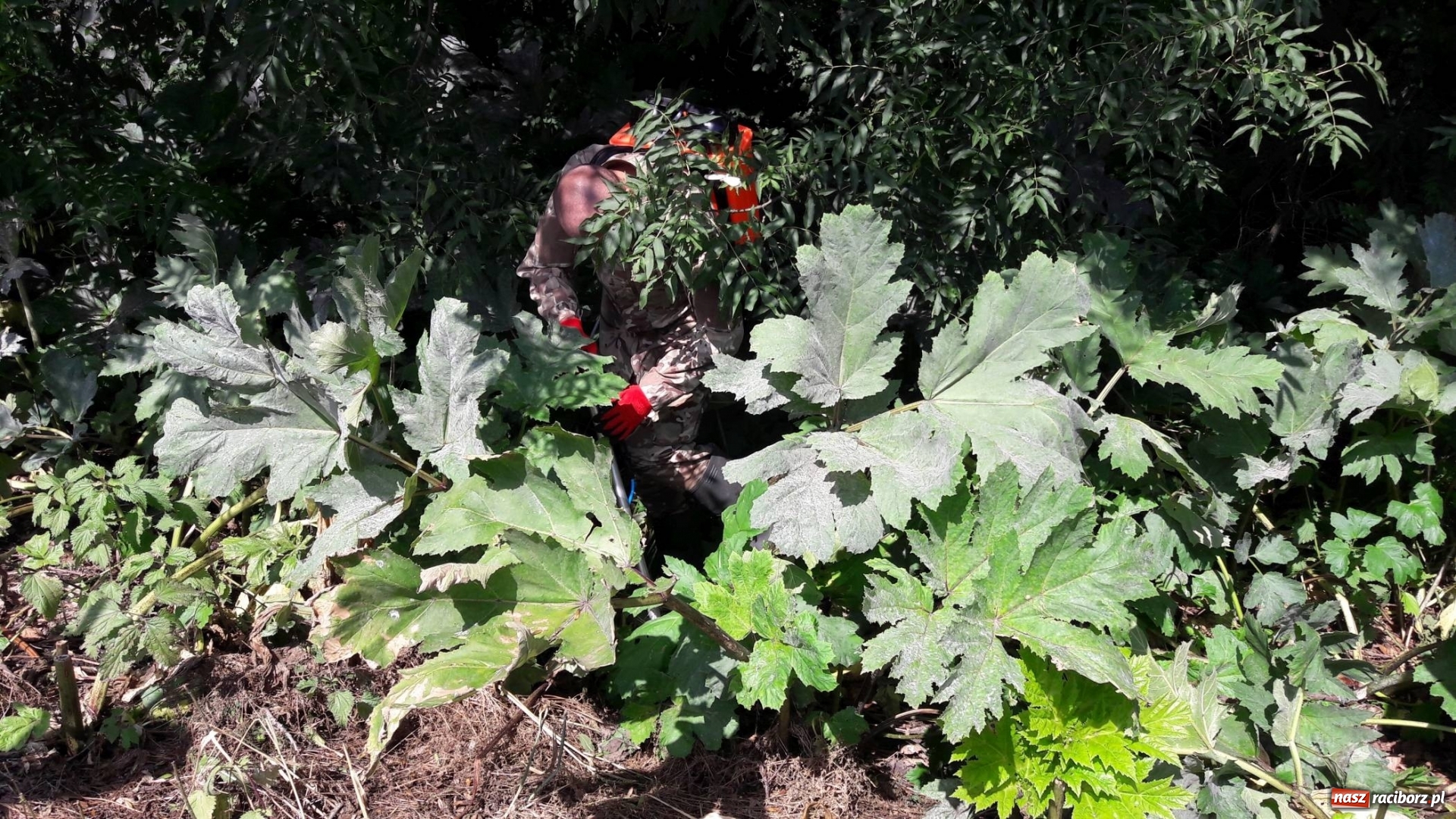 Zdjęcie w galerii na portalu naszraciborz.pl: Powstały mapy gatunków inwazyjnych na pograniczu  wiadomości z regionu