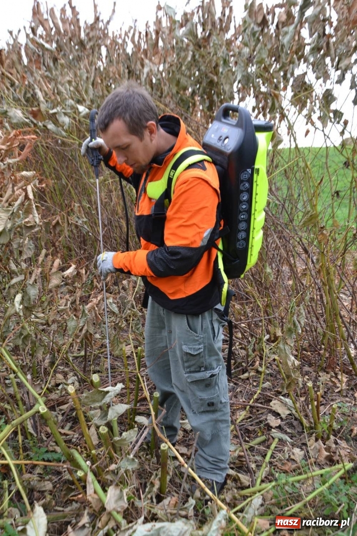 Zdjęcie w galerii na portalu naszraciborz.pl: Powstały mapy gatunków inwazyjnych na pograniczu  wiadomości z regionu