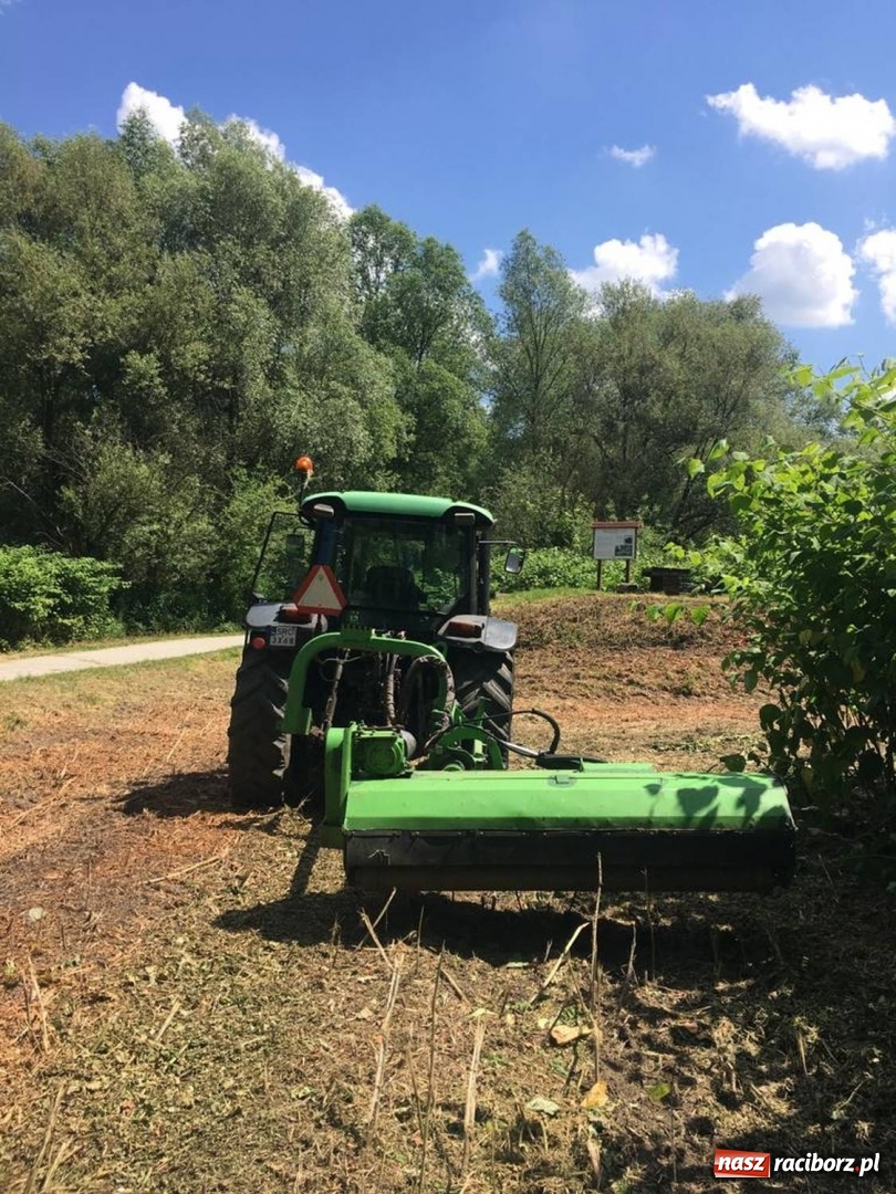Zdjęcie w galerii na portalu naszraciborz.pl: Powstały mapy gatunków inwazyjnych na pograniczu  wiadomości z regionu