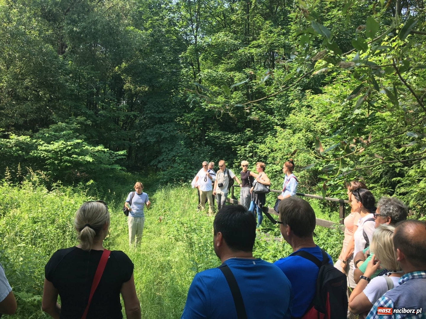 Zdjęcie w galerii na portalu naszraciborz.pl: Powstały mapy gatunków inwazyjnych na pograniczu  wiadomości z regionu