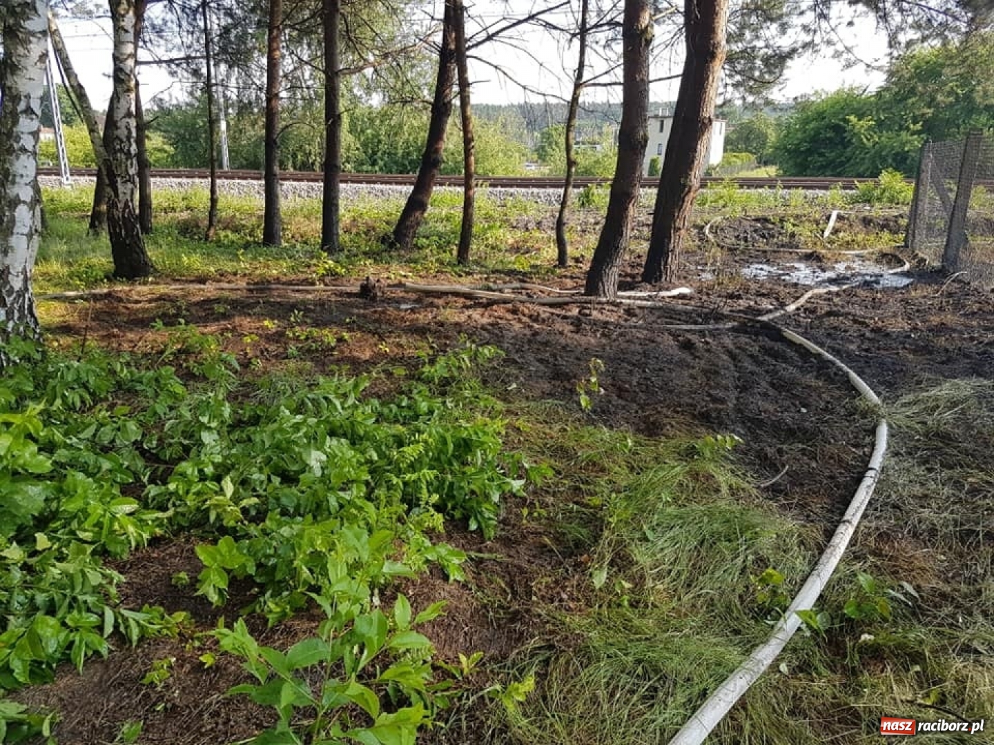 Zdjęcie w galerii na portalu naszraciborz.pl: Otwarcie domu w Raszczycach i pożar ściółki leśnej w Górkach Śląskich. Wtorek raciborskich strażaków wiadomości z regionu
