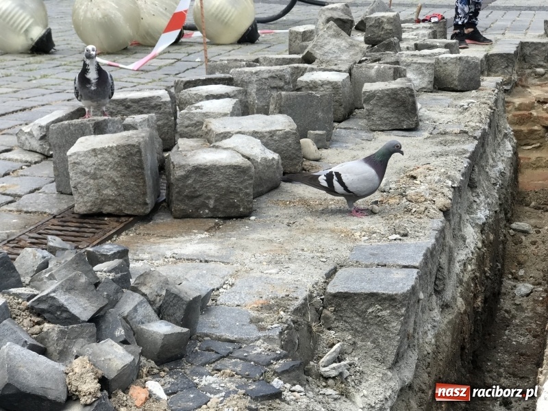 Zdjęcie w galerii na portalu naszraciborz.pl: Archeolodzy odkryli na rynku fragment ratusza?  wiadomości z regionu