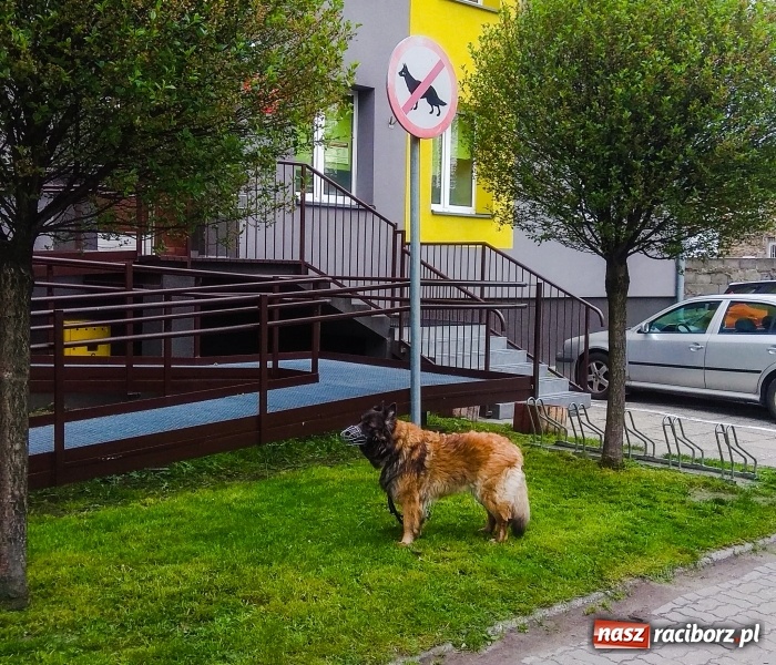 Zdjęcie w galerii na portalu naszraciborz.pl: Miasto to nie wybieg. Masz psa, pamiętaj o obowiązkach! wiadomości z regionu