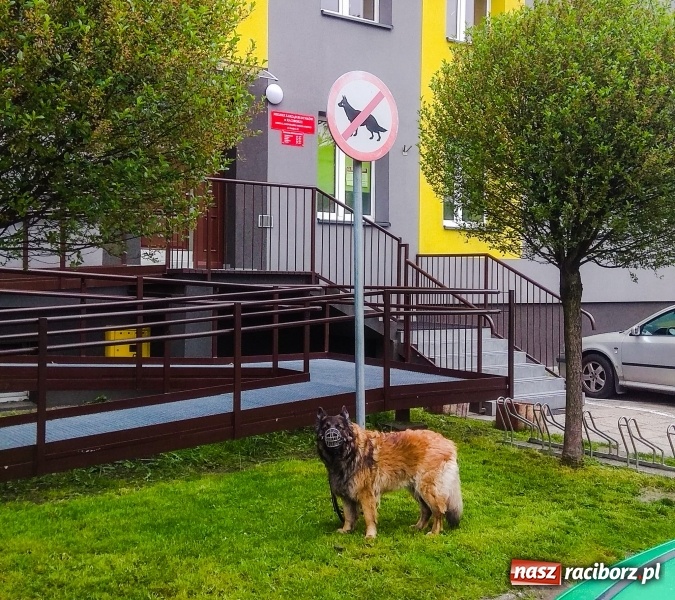 Zdjęcie w galerii na portalu naszraciborz.pl: Miasto to nie wybieg. Masz psa, pamiętaj o obowiązkach! wiadomości z regionu