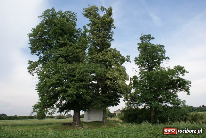 Zdjęcie w galerii na portalu naszraciborz.pl: Powstańcze opowieści. Tajemnice kapliczki na Grobli  wiadomości z regionu