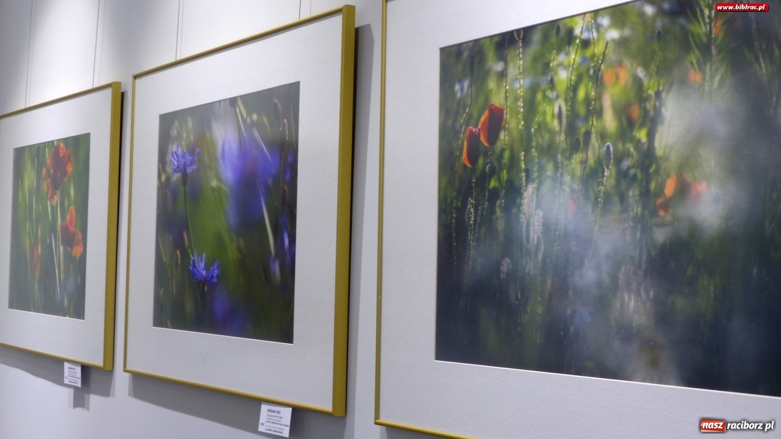 Zdjęcie w galerii na portalu naszraciborz.pl: Barwy lata w raciborskiej bibliotece wiadomości z regionu