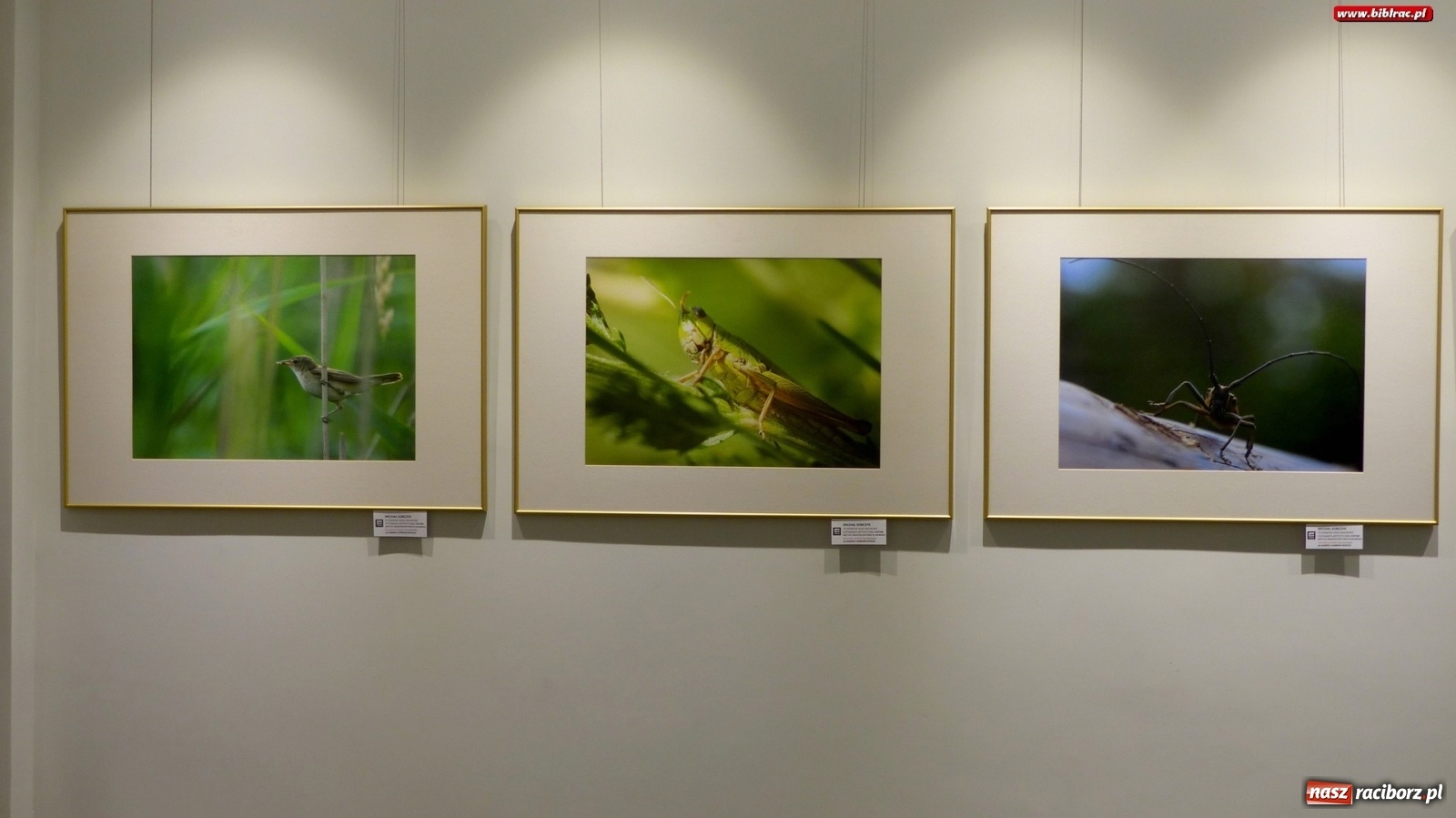 Zdjęcie w galerii na portalu naszraciborz.pl: Barwy lata w raciborskiej bibliotece wiadomości z regionu