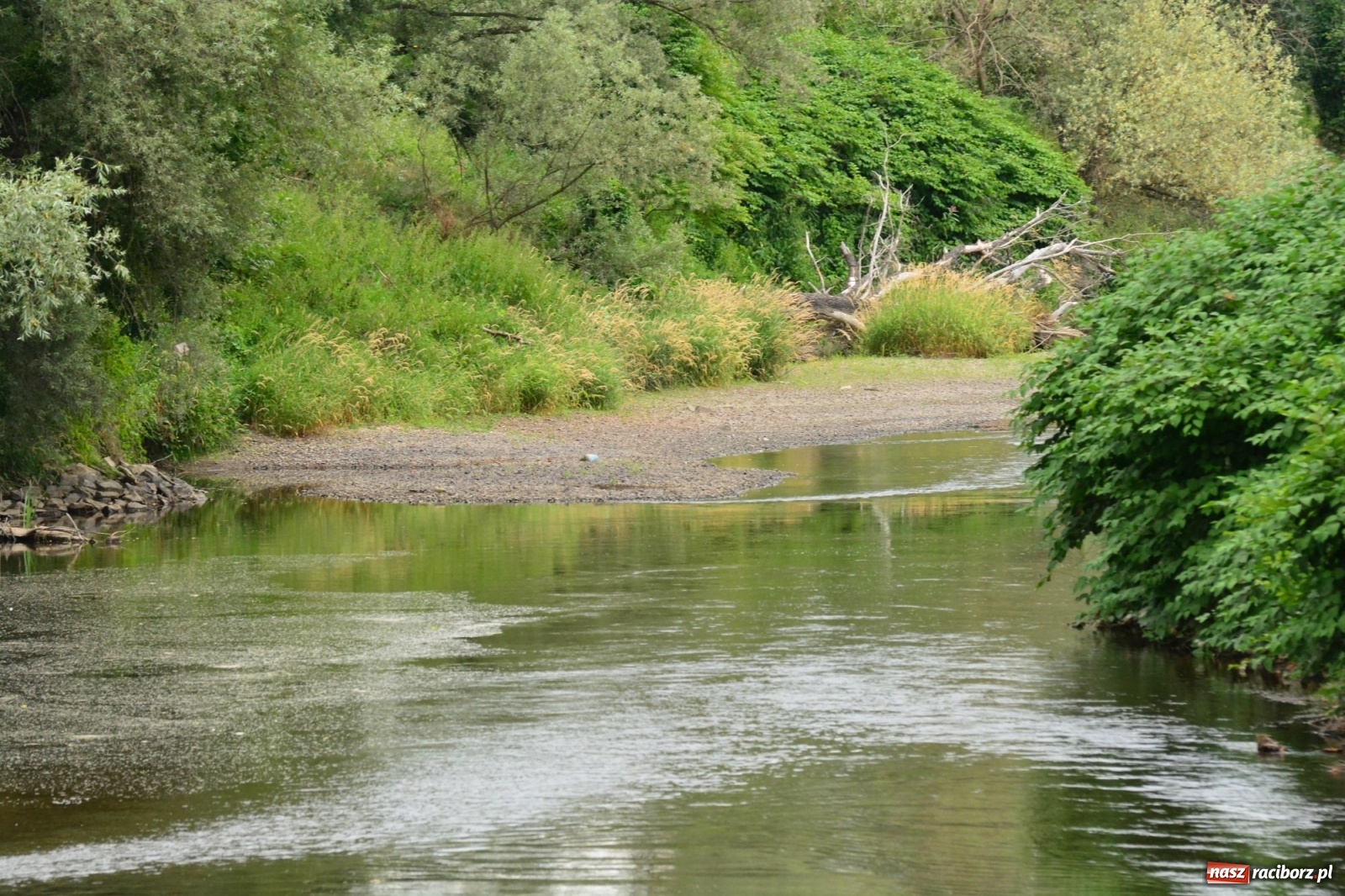 Zdjęcie w galerii na portalu naszraciborz.pl: Państwowa Służba Hydrologiczna ostrzega przed niżówką. Groźba niedoborów wody wiadomości z regionu