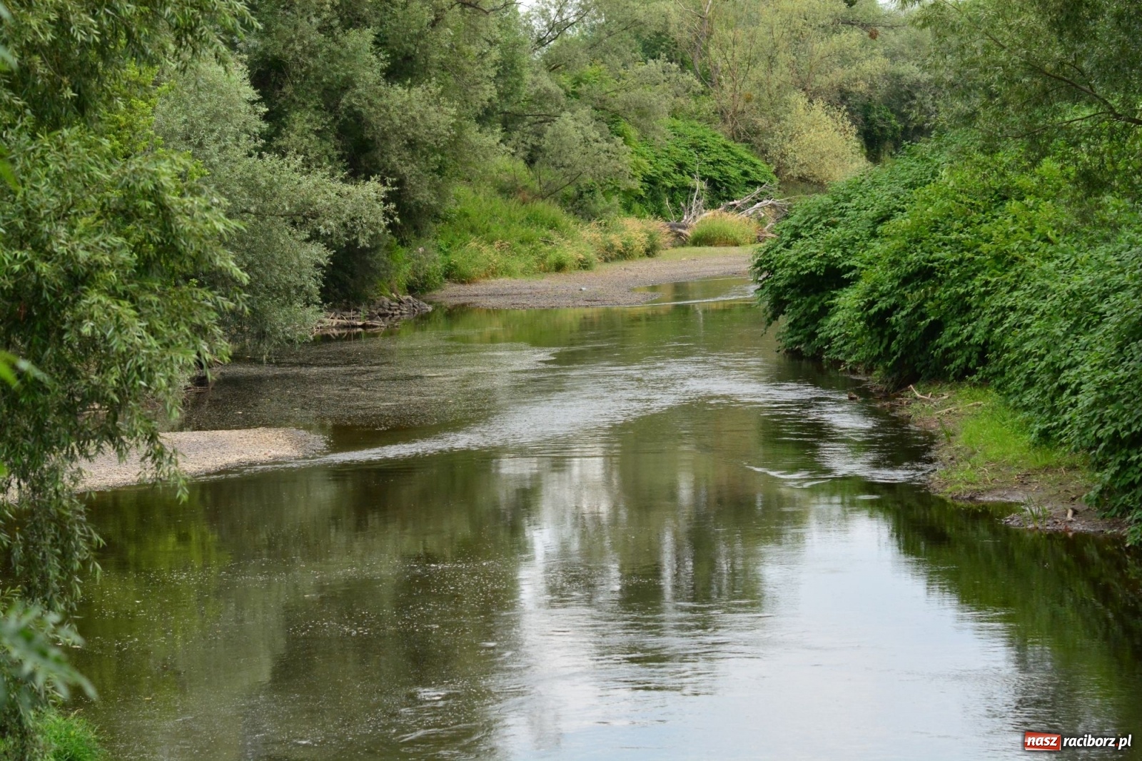 Zdjęcie w galerii na portalu naszraciborz.pl: Państwowa Służba Hydrologiczna ostrzega przed niżówką. Groźba niedoborów wody wiadomości z regionu