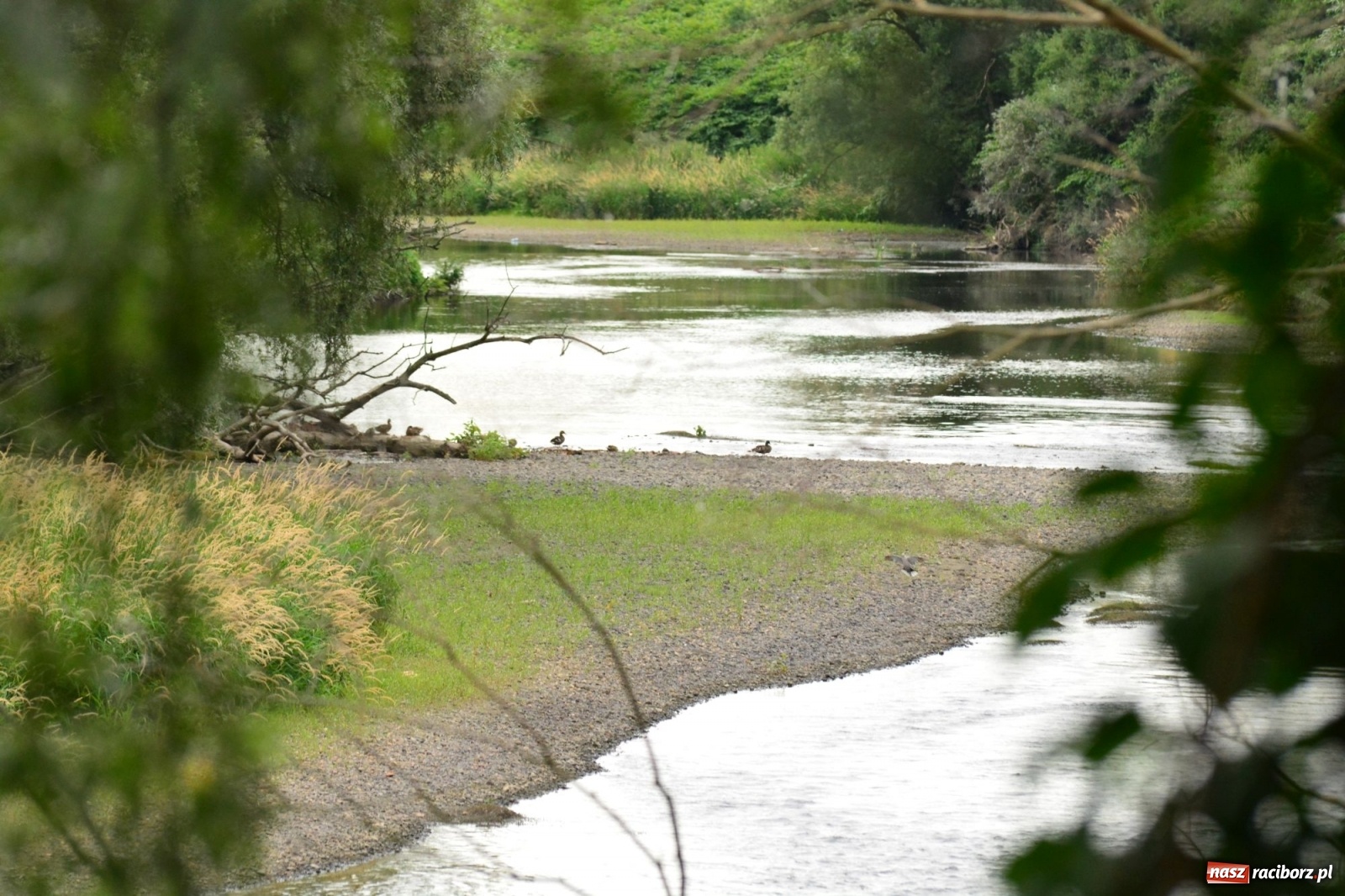 Zdjęcie w galerii na portalu naszraciborz.pl: Państwowa Służba Hydrologiczna ostrzega przed niżówką. Groźba niedoborów wody wiadomości z regionu