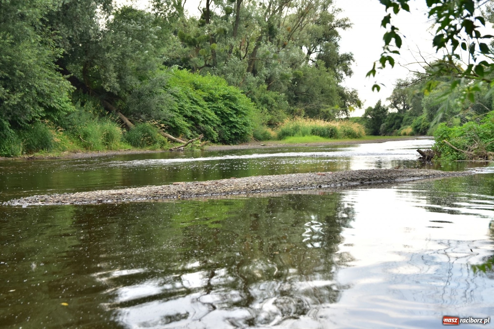 Zdjęcie w galerii na portalu naszraciborz.pl: Państwowa Służba Hydrologiczna ostrzega przed niżówką. Groźba niedoborów wody wiadomości z regionu