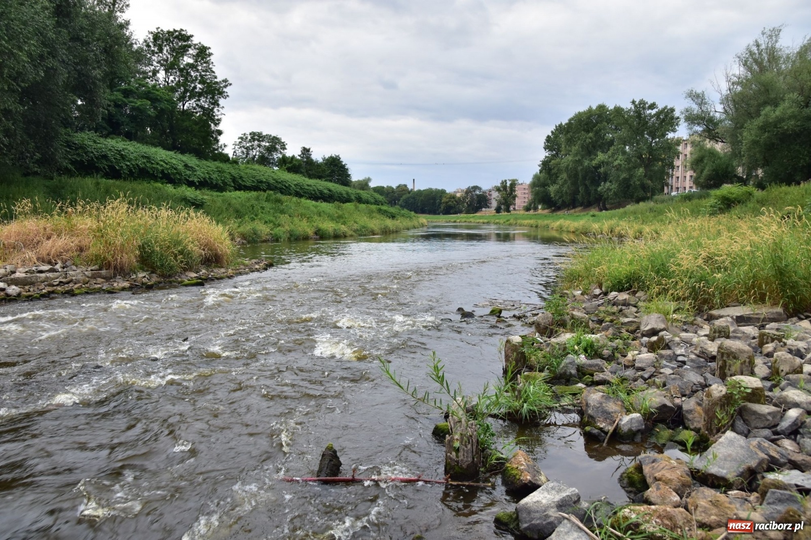 Zdjęcie w galerii na portalu naszraciborz.pl: Państwowa Służba Hydrologiczna ostrzega przed niżówką. Groźba niedoborów wody wiadomości z regionu