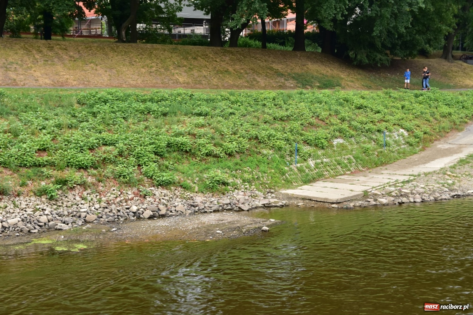 Zdjęcie w galerii na portalu naszraciborz.pl: Państwowa Służba Hydrologiczna ostrzega przed niżówką. Groźba niedoborów wody wiadomości z regionu