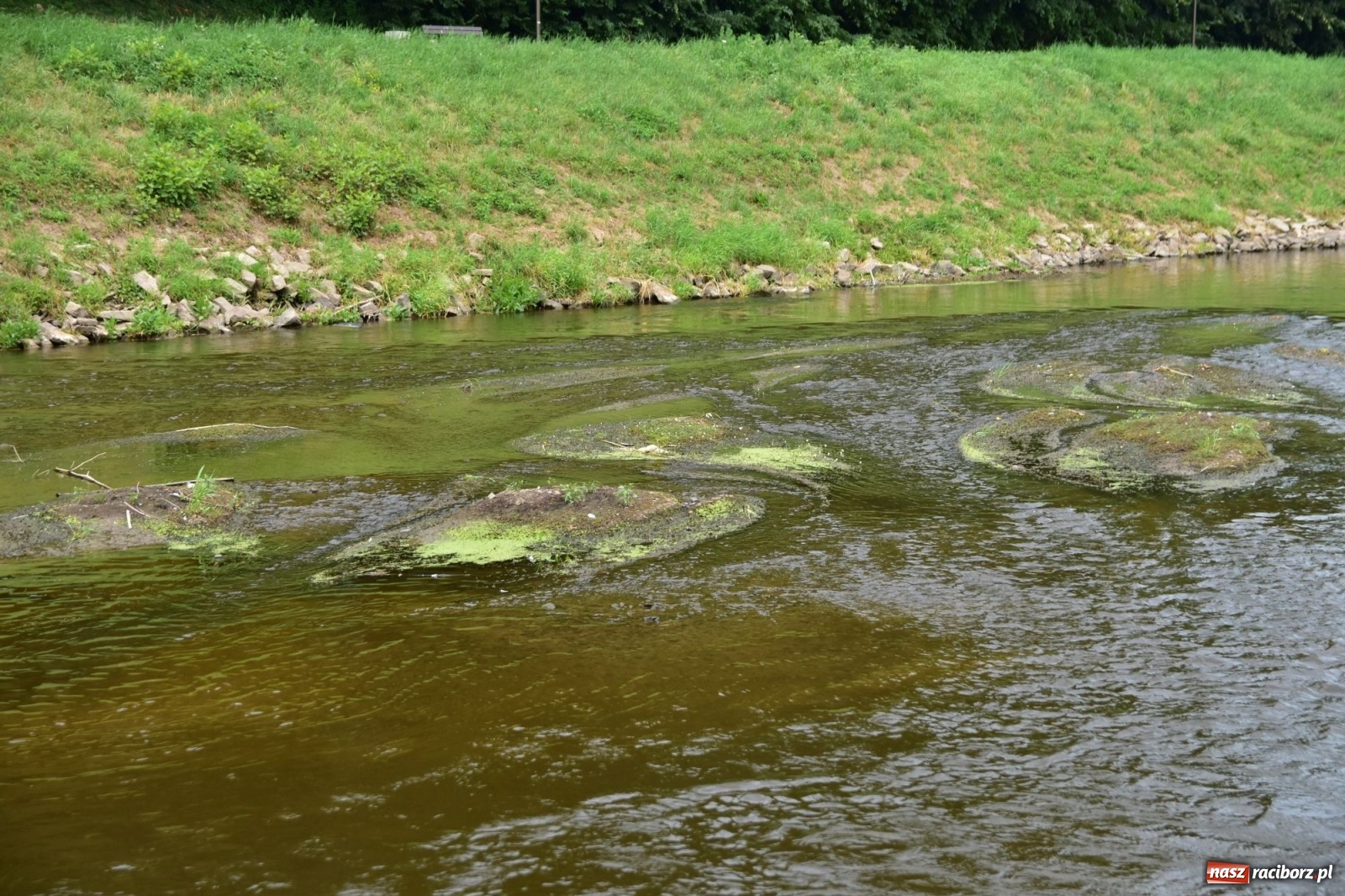 Zdjęcie w galerii na portalu naszraciborz.pl: Państwowa Służba Hydrologiczna ostrzega przed niżówką. Groźba niedoborów wody wiadomości z regionu