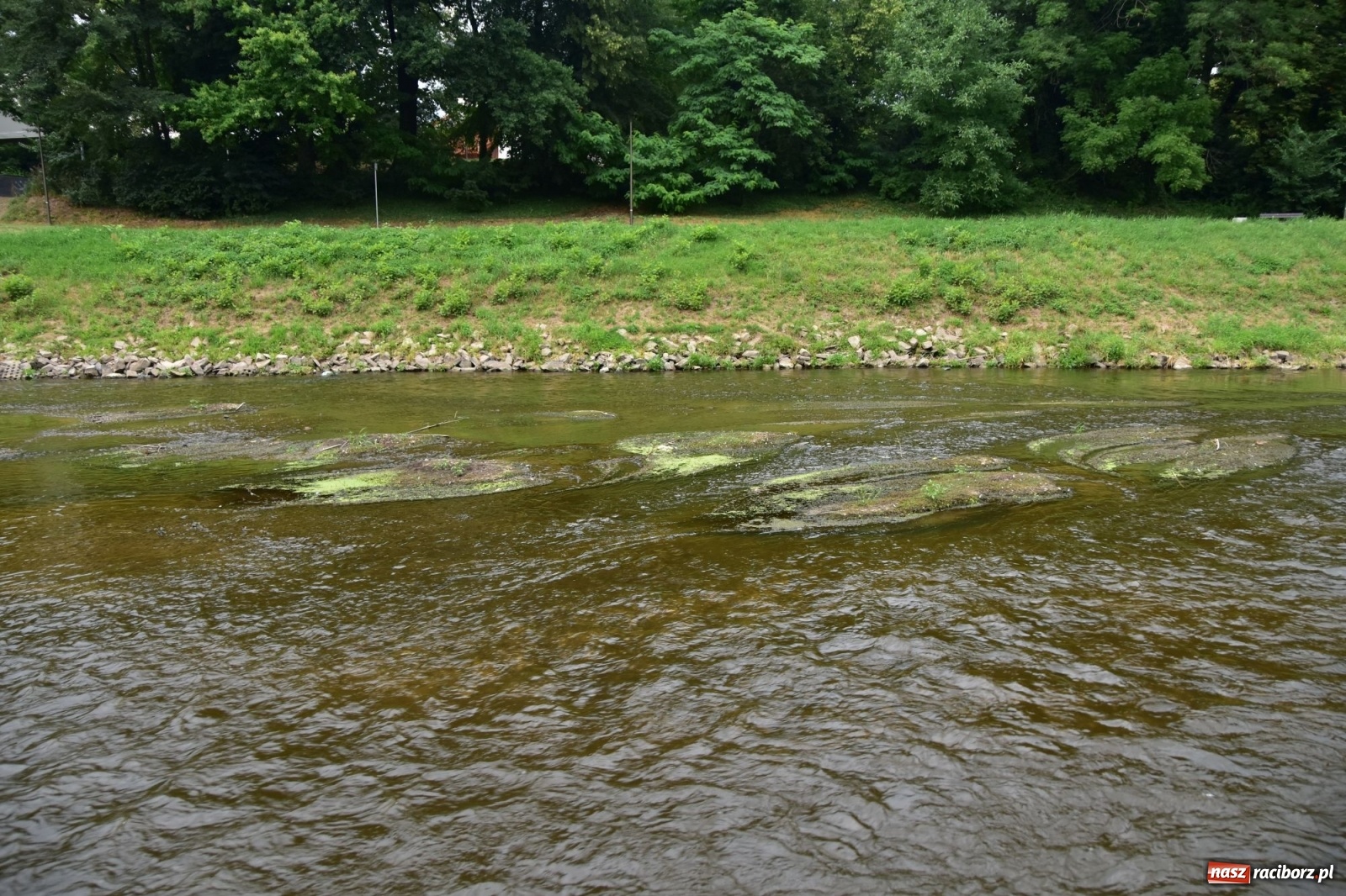 Zdjęcie w galerii na portalu naszraciborz.pl: Państwowa Służba Hydrologiczna ostrzega przed niżówką. Groźba niedoborów wody wiadomości z regionu