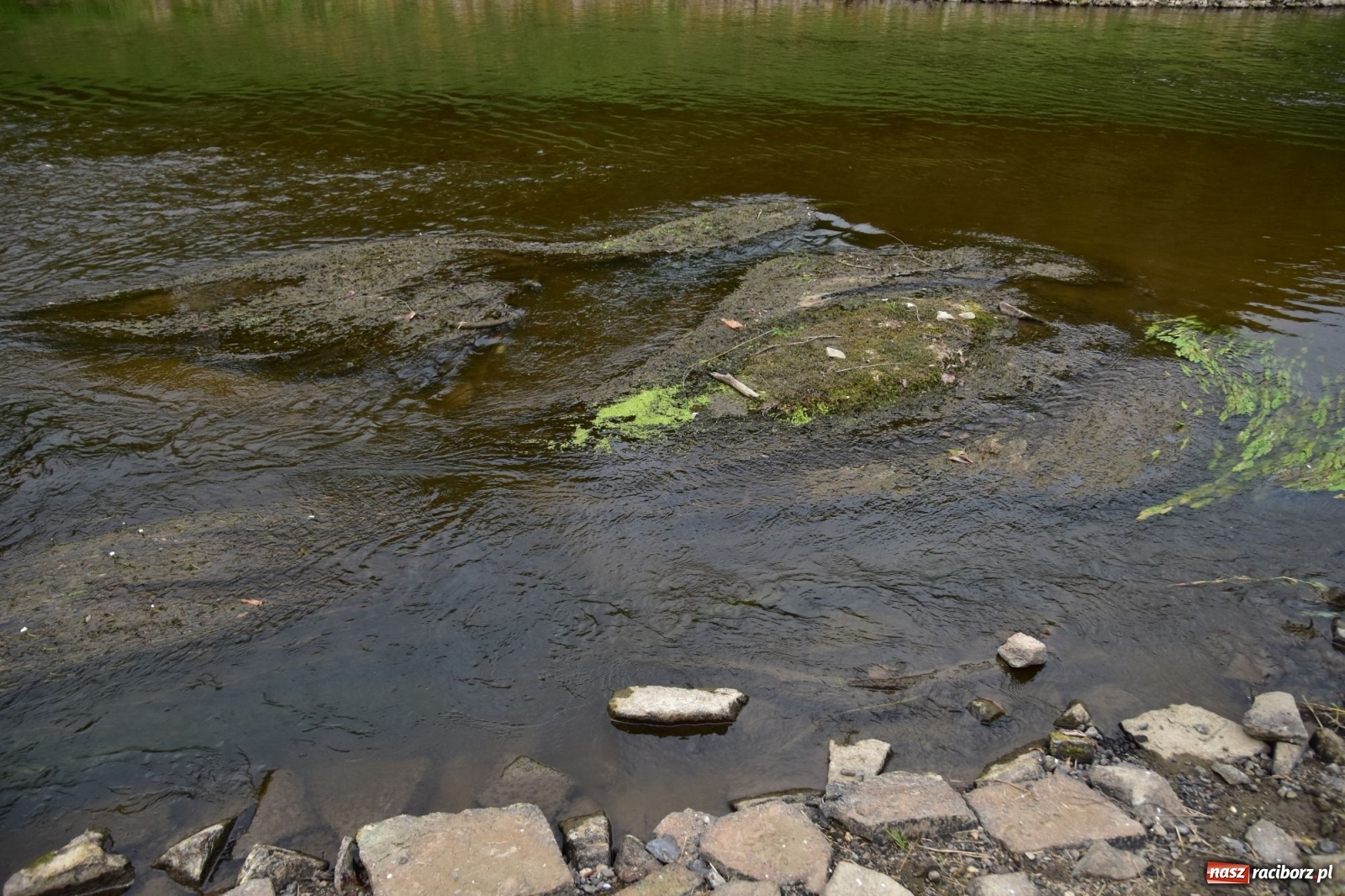 Zdjęcie w galerii na portalu naszraciborz.pl: Państwowa Służba Hydrologiczna ostrzega przed niżówką. Groźba niedoborów wody wiadomości z regionu