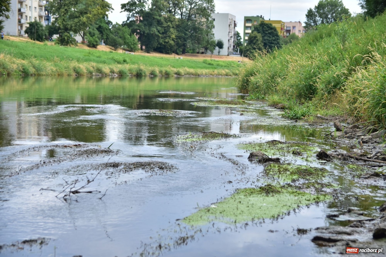 Zdjęcie w galerii na portalu naszraciborz.pl: Państwowa Służba Hydrologiczna ostrzega przed niżówką. Groźba niedoborów wody wiadomości z regionu