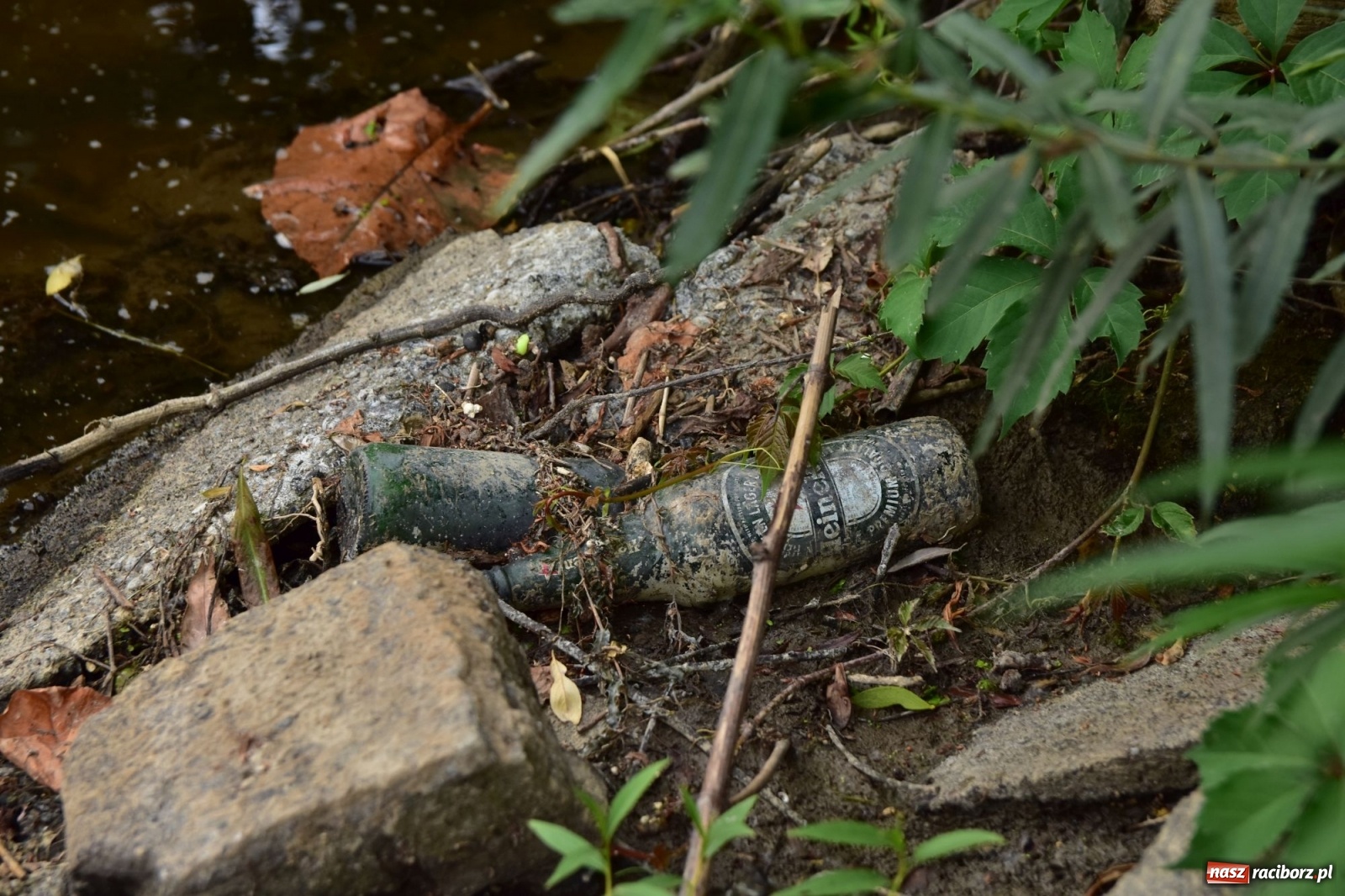 Zdjęcie w galerii na portalu naszraciborz.pl: Państwowa Służba Hydrologiczna ostrzega przed niżówką. Groźba niedoborów wody wiadomości z regionu