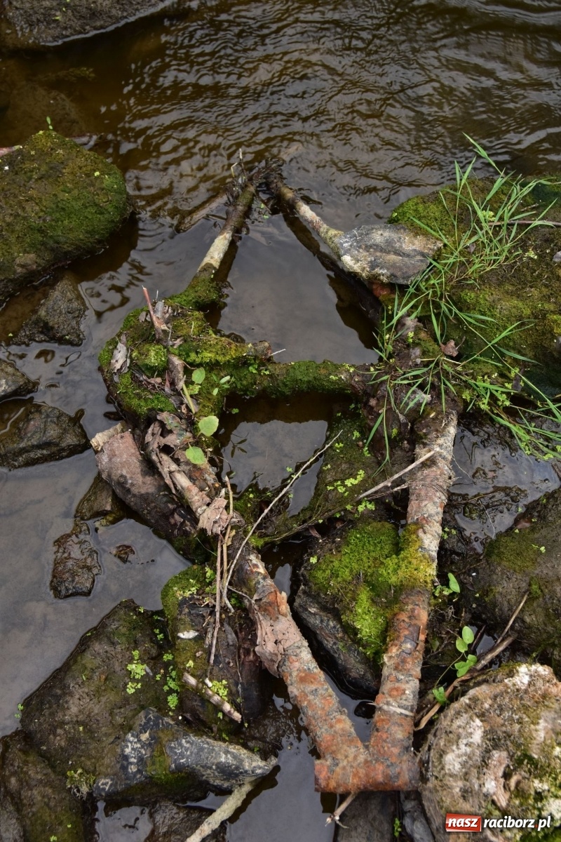 Zdjęcie w galerii na portalu naszraciborz.pl: Państwowa Służba Hydrologiczna ostrzega przed niżówką. Groźba niedoborów wody wiadomości z regionu