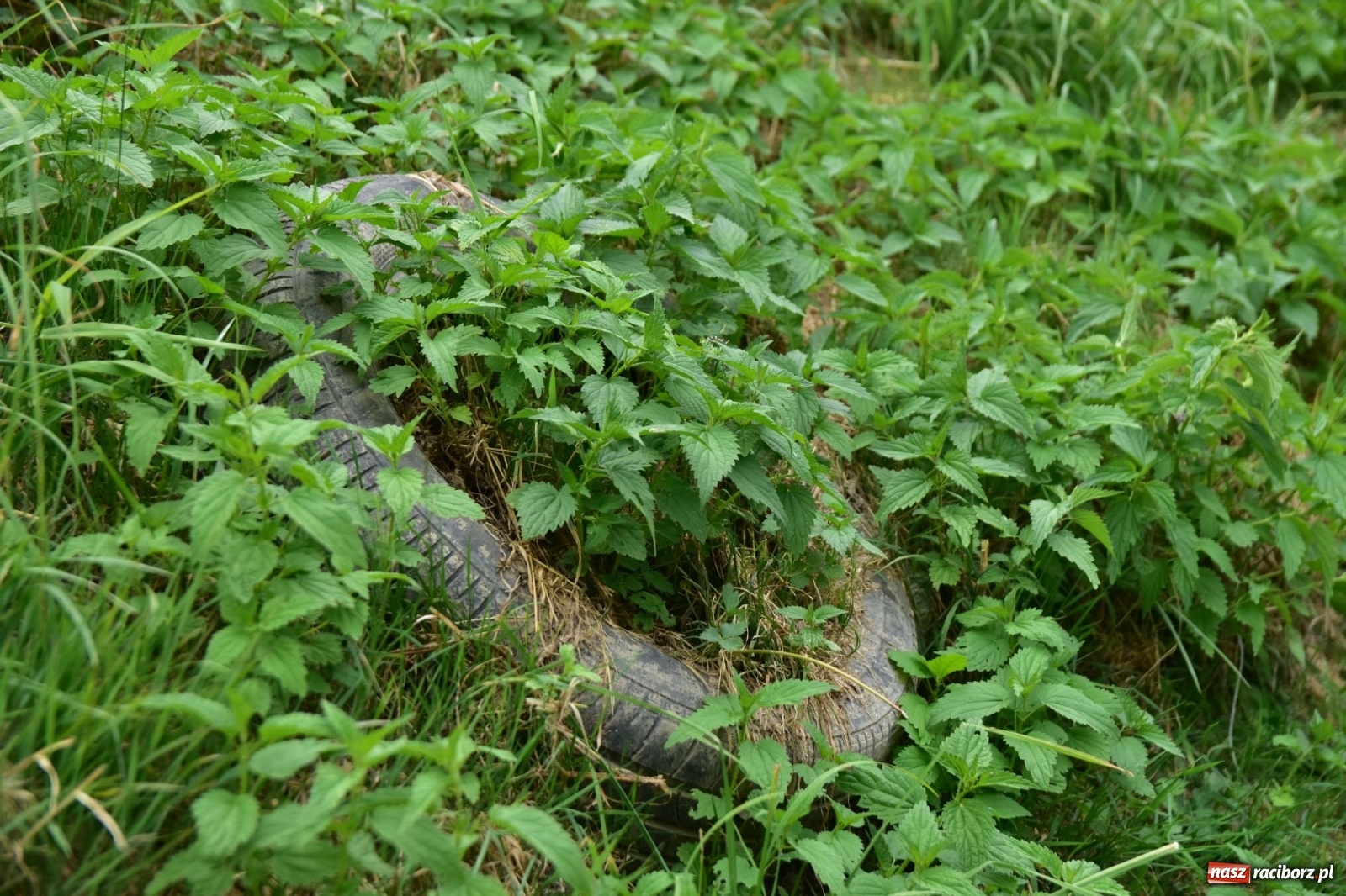 Zdjęcie w galerii na portalu naszraciborz.pl: Państwowa Służba Hydrologiczna ostrzega przed niżówką. Groźba niedoborów wody wiadomości z regionu