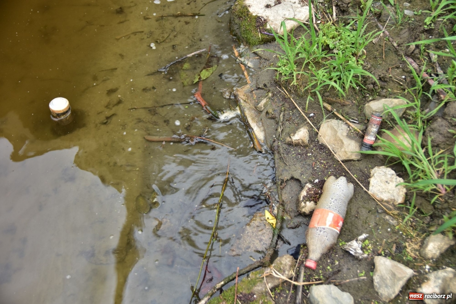 Zdjęcie w galerii na portalu naszraciborz.pl: Państwowa Służba Hydrologiczna ostrzega przed niżówką. Groźba niedoborów wody wiadomości z regionu