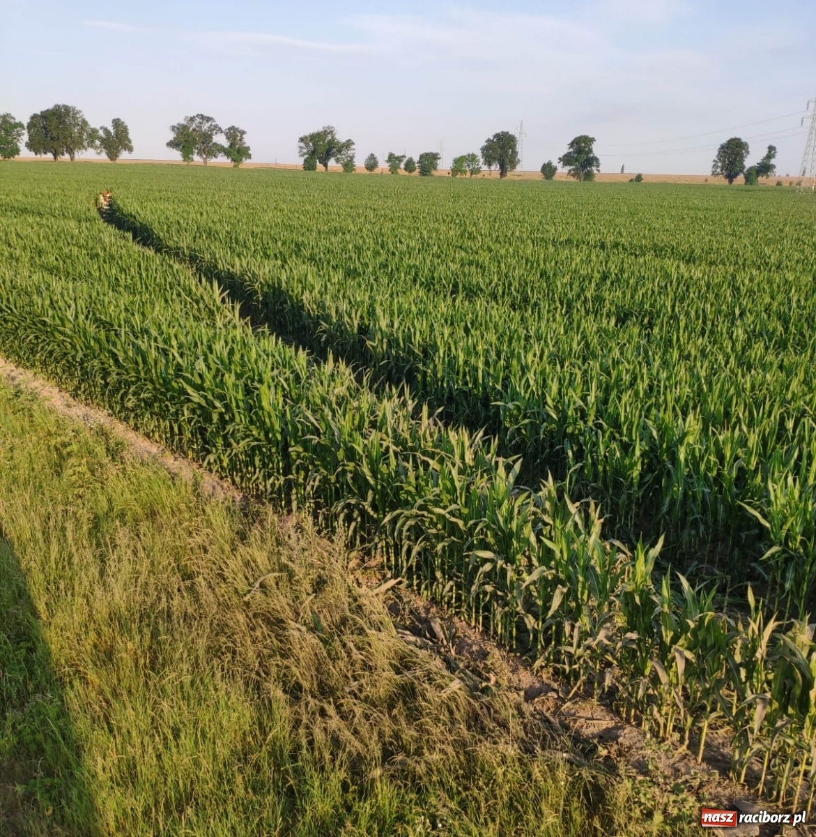 Zdjęcie w galerii na portalu naszraciborz.pl: Audi ścięło uprawę kukurydzy przy DW 916. Kierowca zbiegł! [FOTO] wiadomości z regionu
