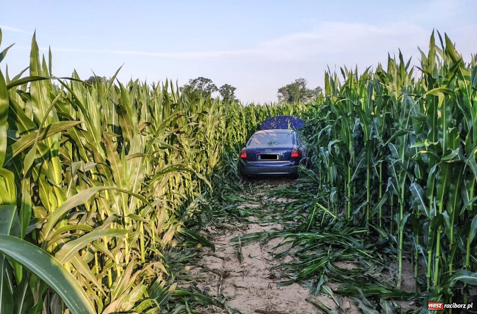 Zdjęcie w galerii na portalu naszraciborz.pl: Audi ścięło uprawę kukurydzy przy DW 916. Kierowca zbiegł! [FOTO] wiadomości z regionu