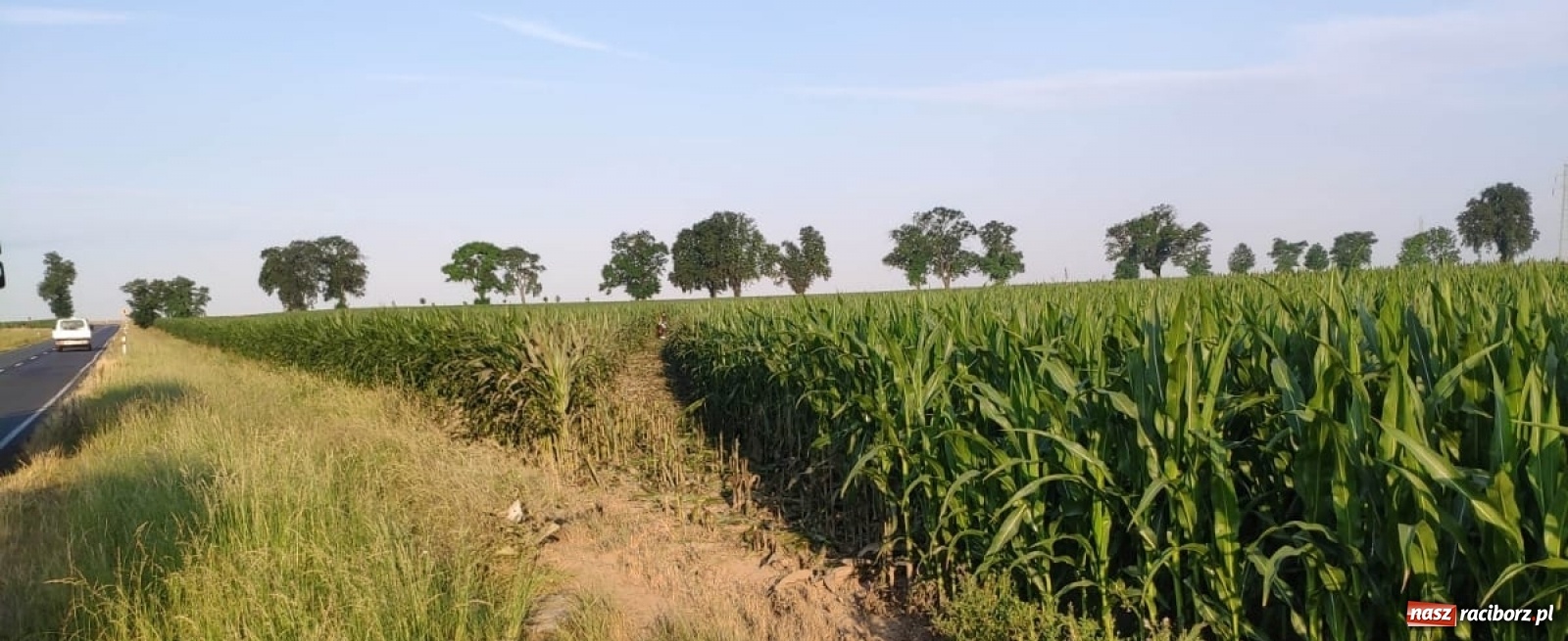 Zdjęcie w galerii na portalu naszraciborz.pl: Audi ścięło uprawę kukurydzy przy DW 916. Kierowca zbiegł! [FOTO] wiadomości z regionu