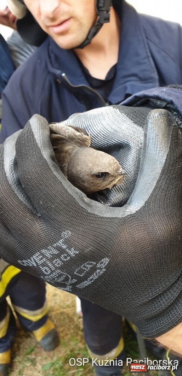Zdjęcie w galerii na portalu naszraciborz.pl: W Kuźni Raciborskiej uratowali jerzyka. Coraz więcej miast zaprasza te ptaki  wiadomości z regionu