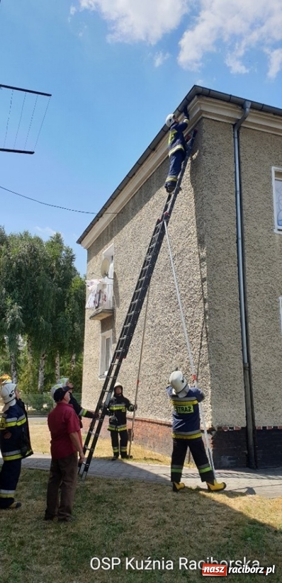 Zdjęcie w galerii na portalu naszraciborz.pl: W Kuźni Raciborskiej uratowali jerzyka. Coraz więcej miast zaprasza te ptaki  wiadomości z regionu
