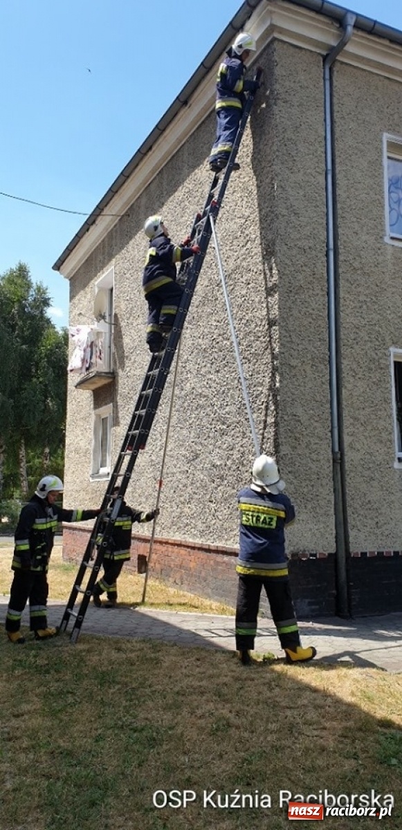 Zdjęcie w galerii na portalu naszraciborz.pl: W Kuźni Raciborskiej uratowali jerzyka. Coraz więcej miast zaprasza te ptaki  wiadomości z regionu