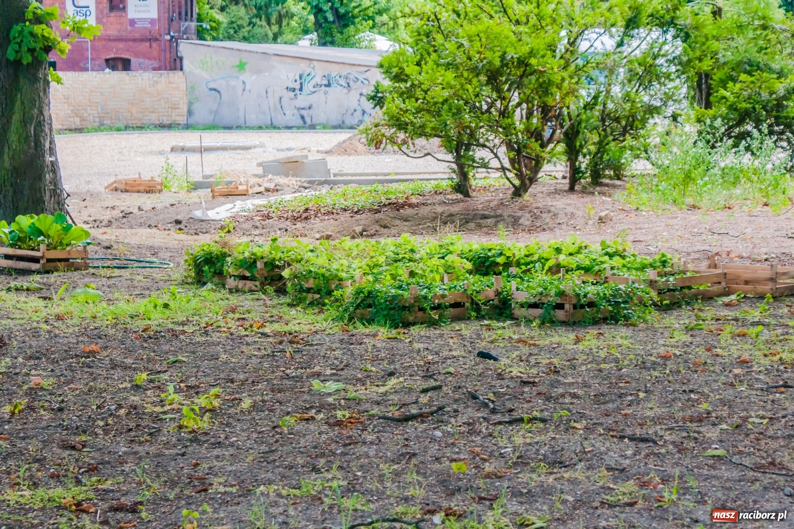 Zdjęcie w galerii na portalu naszraciborz.pl: Park Jordanowski zmienia swoje oblicze [FOTO]  wiadomości z regionu