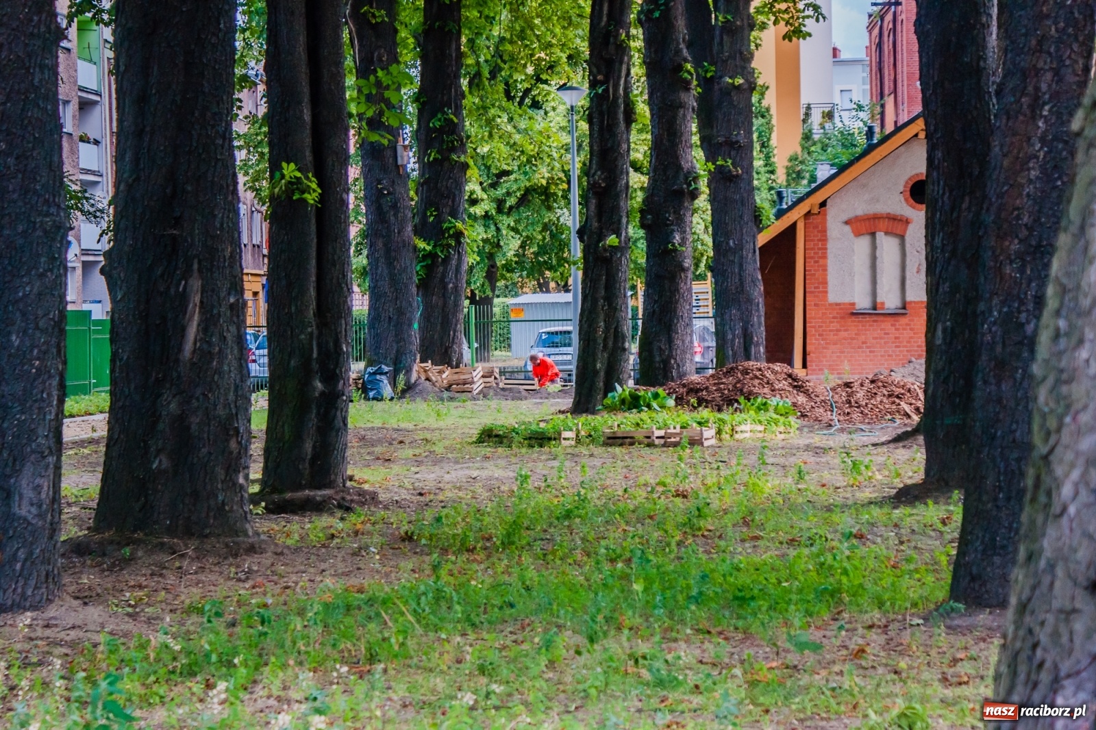 Zdjęcie w galerii na portalu naszraciborz.pl: Park Jordanowski zmienia swoje oblicze [FOTO]  wiadomości z regionu