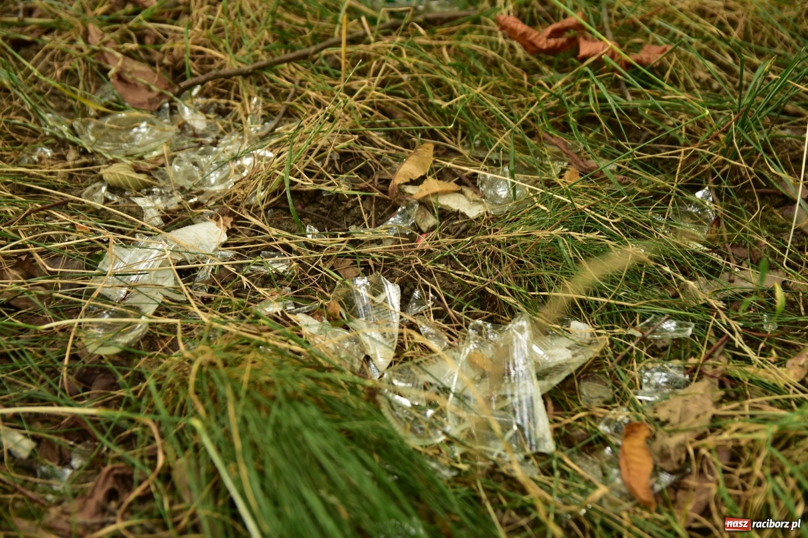 Zdjęcie w galerii na portalu naszraciborz.pl: Uwolnić bulwary dla raciborzan, czyli z butelką piwa albo wina nad Odrę? SONDA wiadomości z regionu