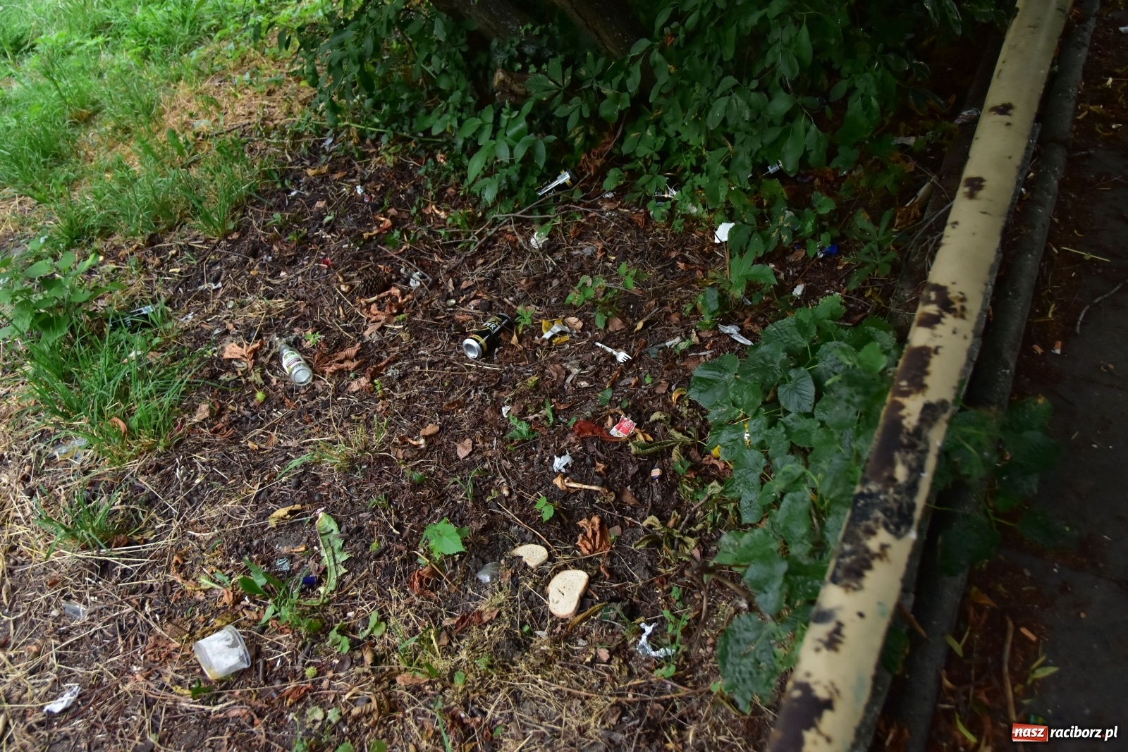 Zdjęcie w galerii na portalu naszraciborz.pl: Uwolnić bulwary dla raciborzan, czyli z butelką piwa albo wina nad Odrę? SONDA wiadomości z regionu