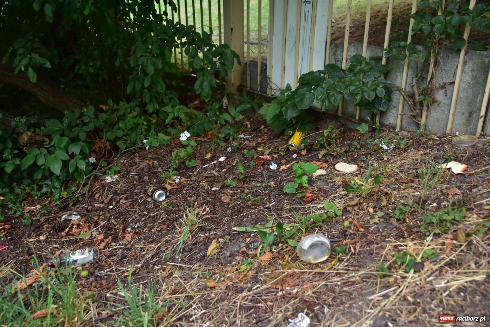 Zdjęcie w galerii na portalu naszraciborz.pl: Uwolnić bulwary dla raciborzan, czyli z butelką piwa albo wina nad Odrę? SONDA wiadomości z regionu