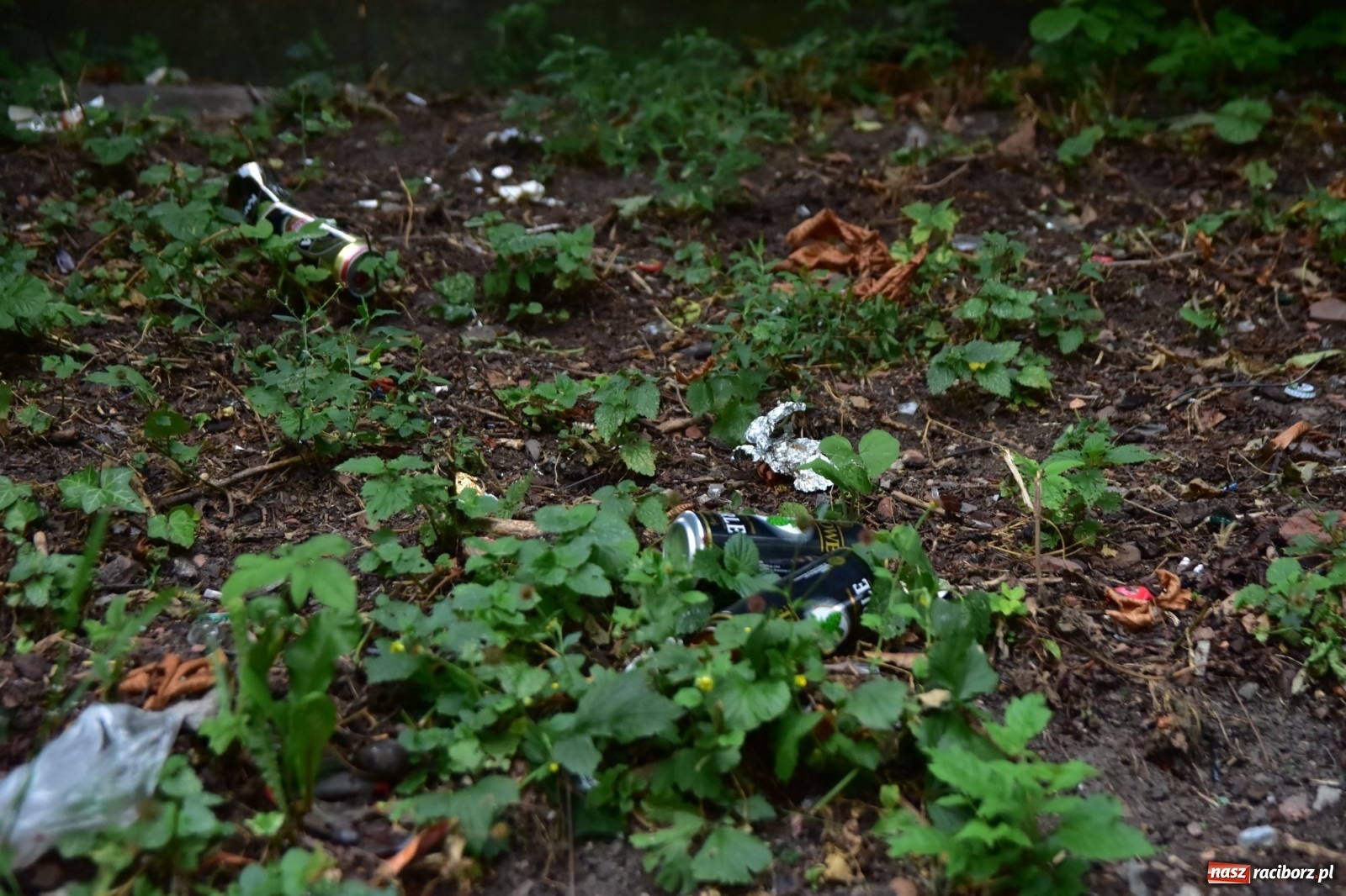 Zdjęcie w galerii na portalu naszraciborz.pl: Uwolnić bulwary dla raciborzan, czyli z butelką piwa albo wina nad Odrę? SONDA wiadomości z regionu