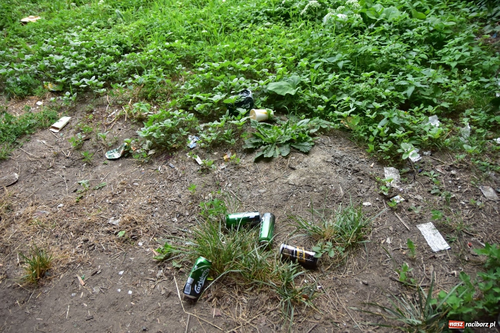 Zdjęcie w galerii na portalu naszraciborz.pl: Uwolnić bulwary dla raciborzan, czyli z butelką piwa albo wina nad Odrę? SONDA wiadomości z regionu