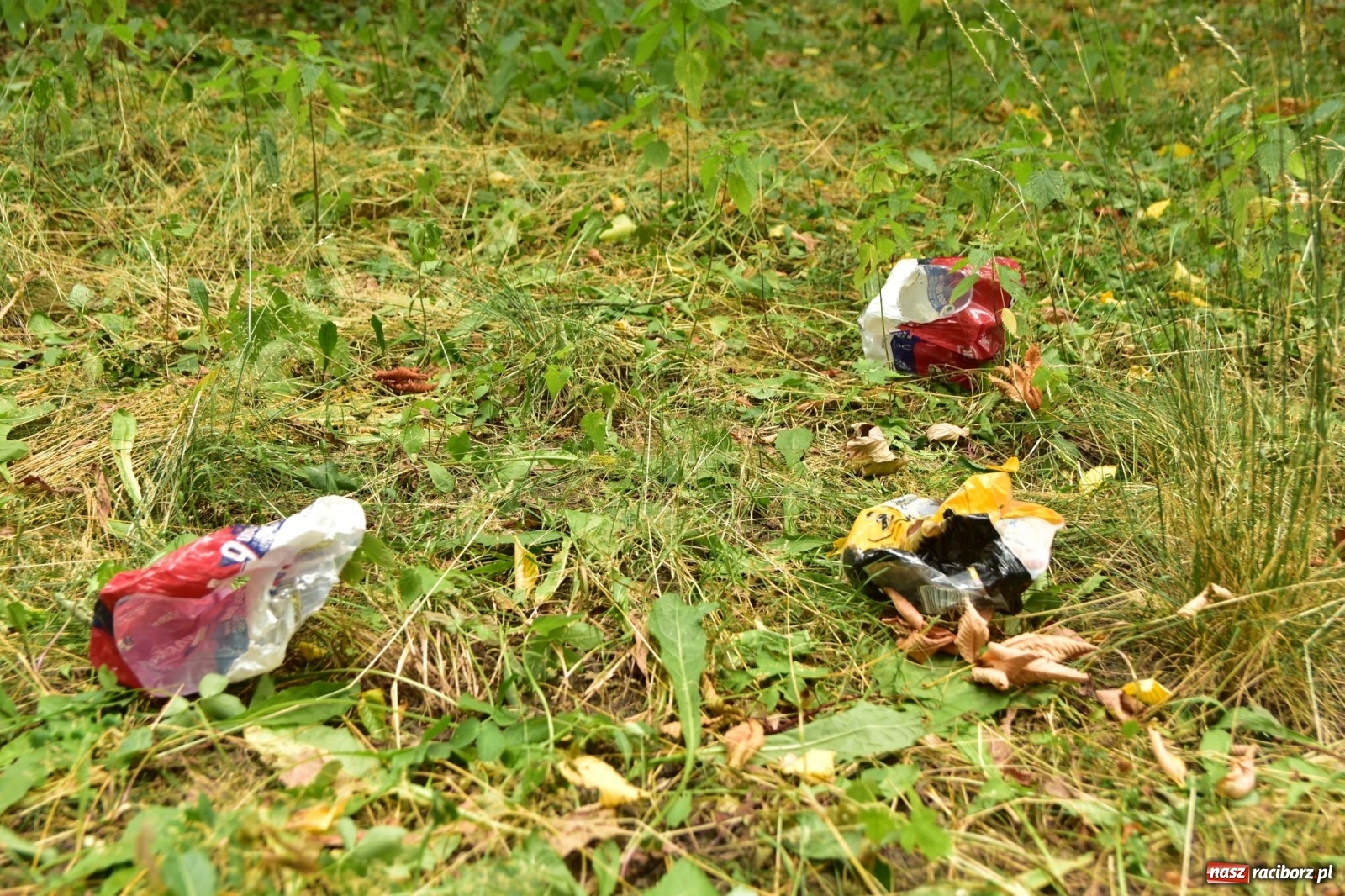 Zdjęcie w galerii na portalu naszraciborz.pl: Uwolnić bulwary dla raciborzan, czyli z butelką piwa albo wina nad Odrę? SONDA wiadomości z regionu