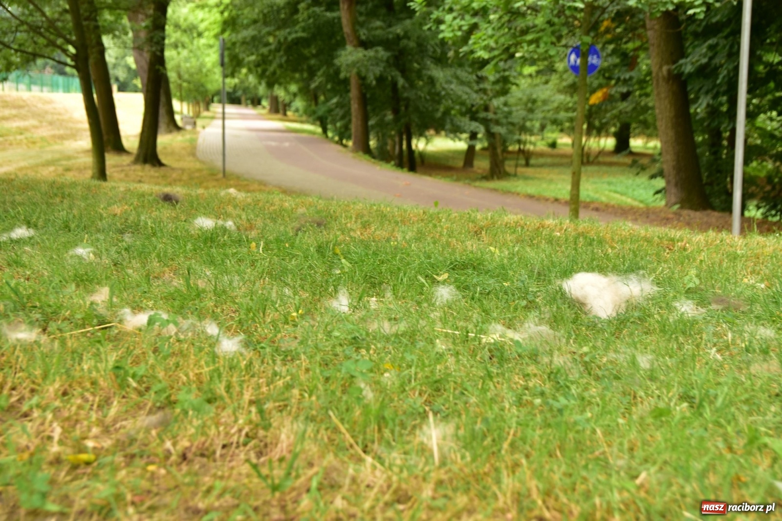 Zdjęcie w galerii na portalu naszraciborz.pl: Uwolnić bulwary dla raciborzan, czyli z butelką piwa albo wina nad Odrę? SONDA wiadomości z regionu