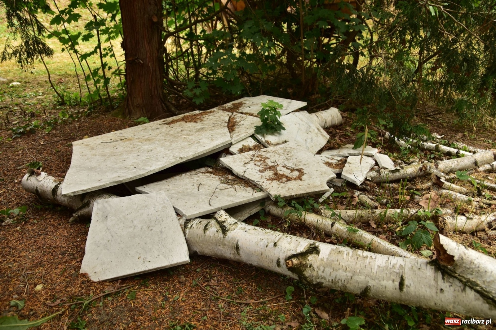 Zdjęcie w galerii na portalu naszraciborz.pl: Uwolnić bulwary dla raciborzan, czyli z butelką piwa albo wina nad Odrę? SONDA wiadomości z regionu